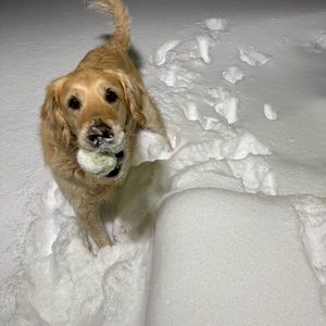 Meet your Posher, Coco